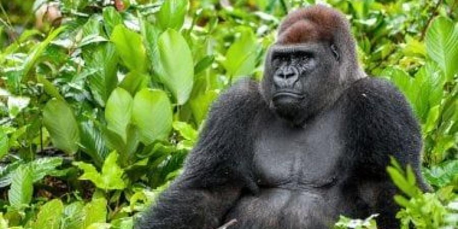 القردة العليا.. ما علاقتهم بالبشر؟