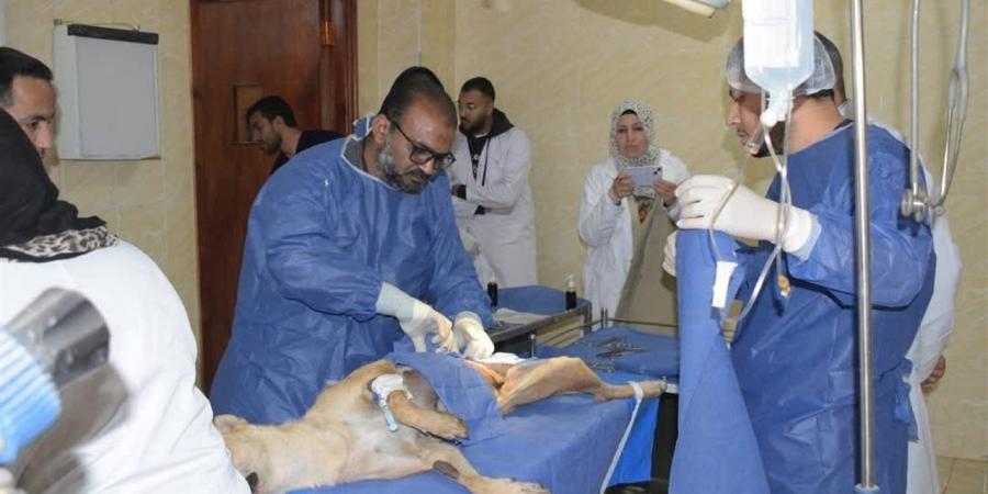 بدء تنفيذ بروتوكول متكامل للتعامل الحضاري مع الكلاب الضالة بمدينة السادات