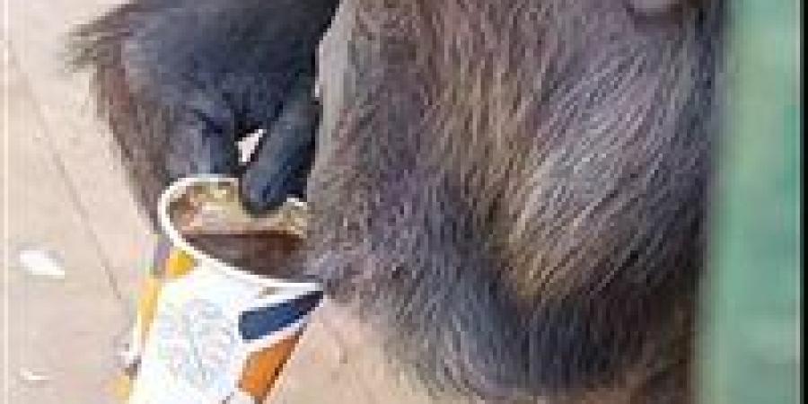 مدير حديقة حيوان الفيوم يحسم الجدل: “كوكي” يشرب شاي بدون سكر.. وداخل نظام دايت مُحدد