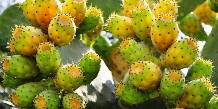 فوائد صحية غير متوقعة للتين الشوكي