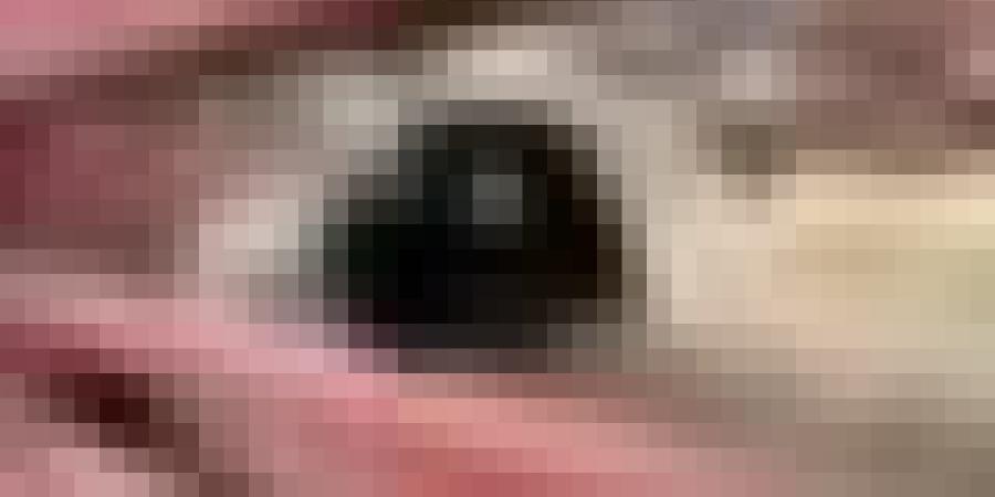 تكثيف التحضيرات لاستقبال وبيع الأضاحي المستوردة تحسبا لعيد الأضحى