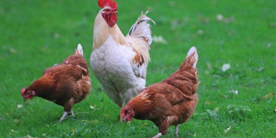 سعر كيلو الفراخ البيضاء اليوم.. آخر تحديث من بورصة الدواجن