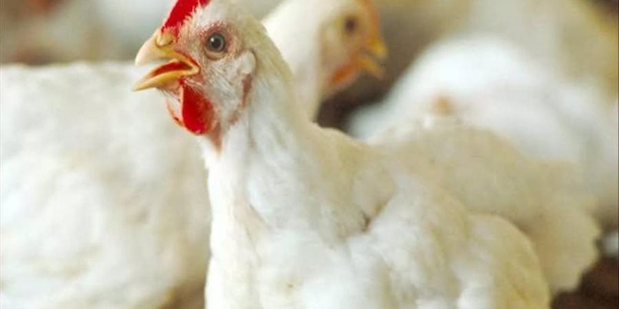 أسعار الدواجن في الوادي الجديد اليوم الجمعة 10 أبريل 2026