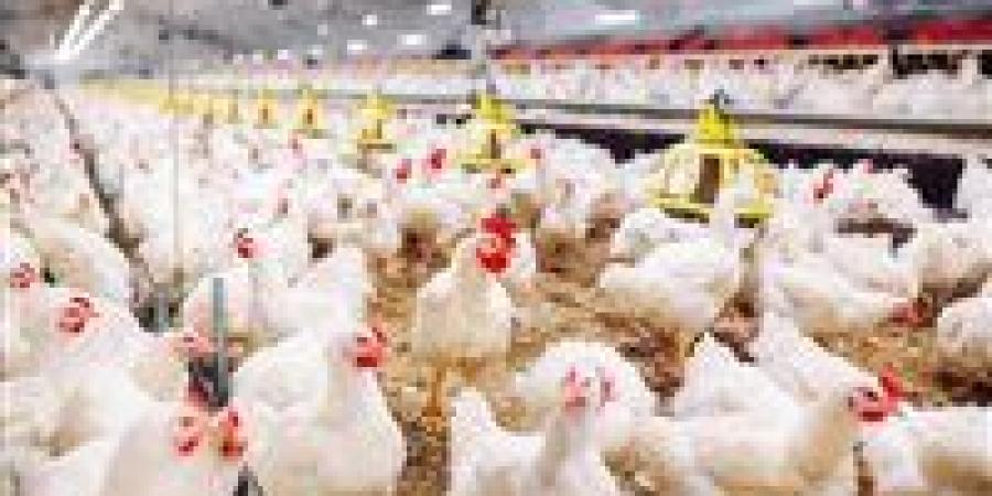 استقرار أسعار الدواجن اليوم في مصر وتحذيرات من تراجع الأسعار الكبير