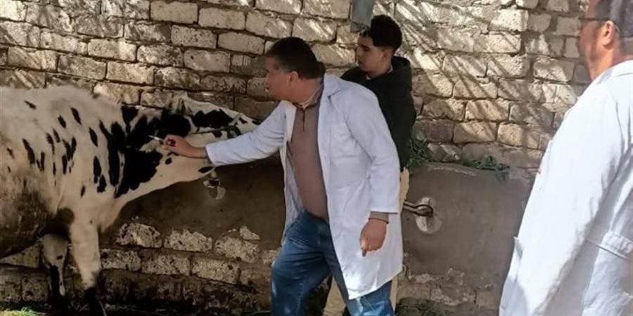 "الزراعة": تحصين 2.1 مليون رأس ماشية ضمن الحملة القومية ضد الجلد العقدي