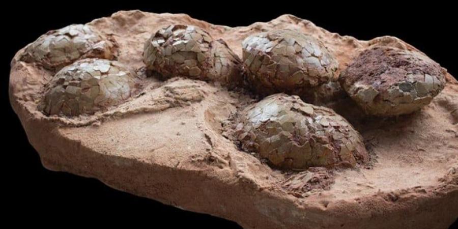 اكتشاف عش ديناصورات يحتوى على بيض متحجر عمره 72 مليون عام فى إسبانيا
