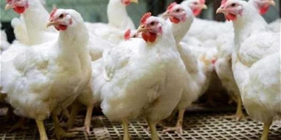 أسعار الفراخ اليوم السبت في مصر وفقا لبورصة الدواجن