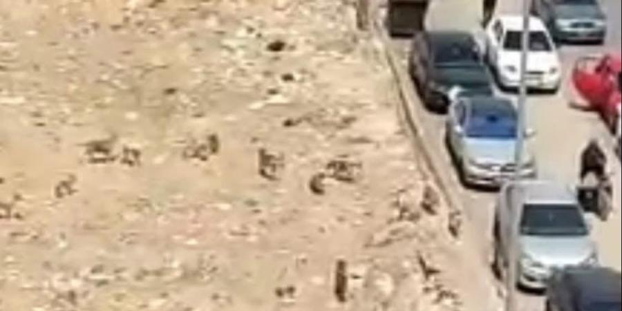 رصدتها كاميرات المراقبة.. أول صورة لمطاردة الكلاب الضالة لطفل السويس