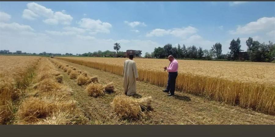 الذهب الأصفر يعلن انطلاق موسم الحصاد من برهيم.. وبشائر إنتاجية مرتفعة بمحصول القمح في منوف