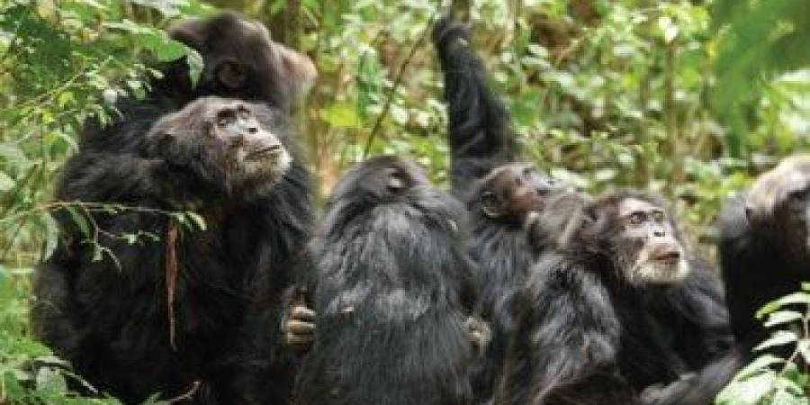 حرب أهلية فى الأدغال.. كيف سقطت «جمهورية» الشمبانزى فى فخ الاقتتال الداخلى؟