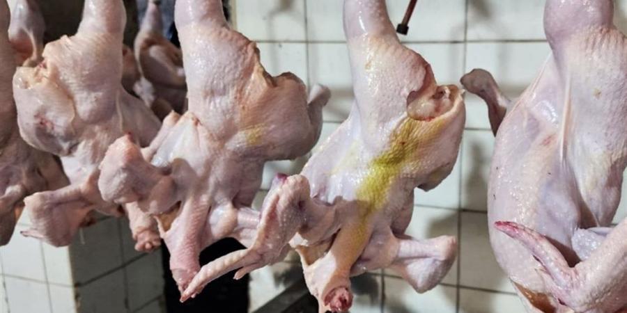 تنفيذ قوافل بيطرية مجانية بأسيوط.. وضبط دواجن ولحوم رأس فاسدة بالأقصر