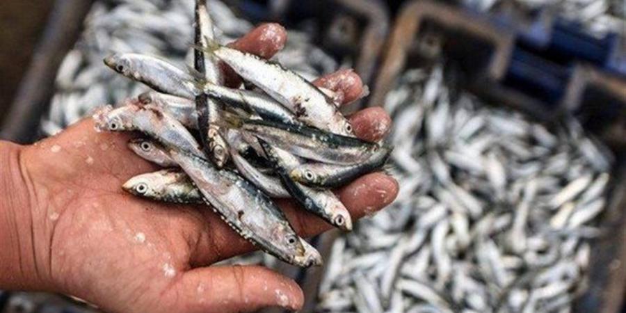 أسعار الأسماك اليوم الثلاثاء 14 أبريل 2026 في الأسواق