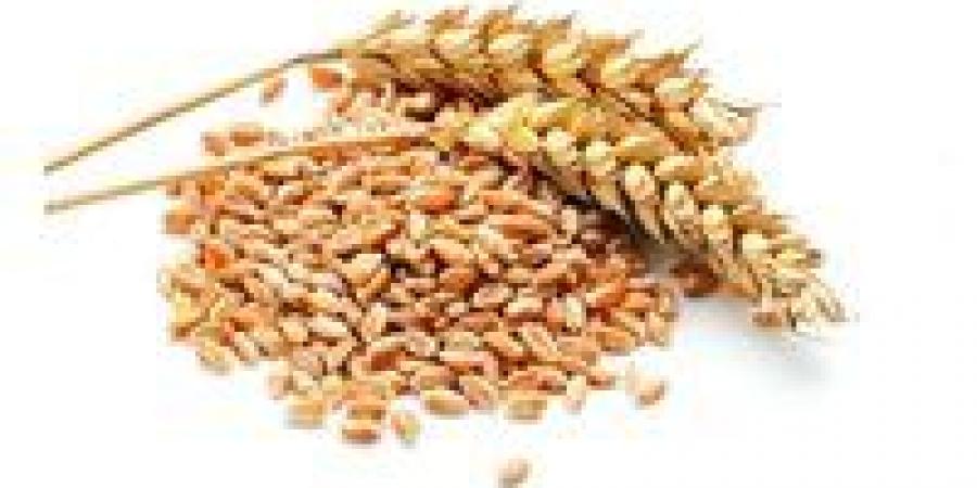 الحكومة تستعد لموسم توريد القمح 2026 بخطة دعم شاملة للمزارعين