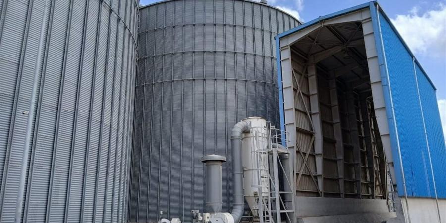 تجهيزات مكثفة ولجان متابعة.. انطلاق موسم توريد القمح بالإسكندرية