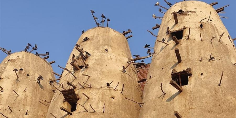 نسناس على السطوح.. مفاجأة صادمة في برج الحمام (فيديو)