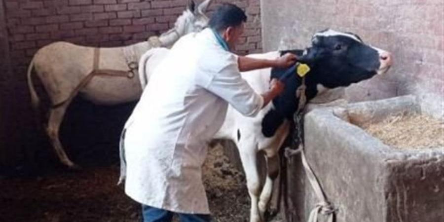 "بيطري السويس" ينفذ أعمال تحصين وتقصي.. وتواصل جهود تجريع الأغنام والماعز بالقليوبية