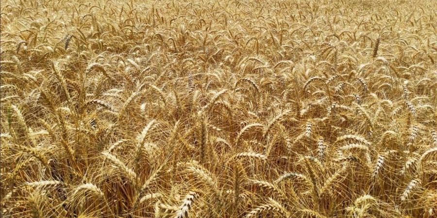 زراعة الإسكندرية: 36 ألف فدان مزروعة بالقمح.. وتوقعات بإنتاجية وجودة عاليتين هذا العام