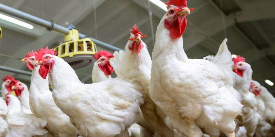 أسعار الدواجن في أسواق محافظة الغربية اليوم الجمعة 17 إبريل 2026