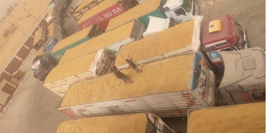 توريد أكثر من 11.4 ألف طن قمح بالوادي الجديد وتيسيرات لدعم المزارعين