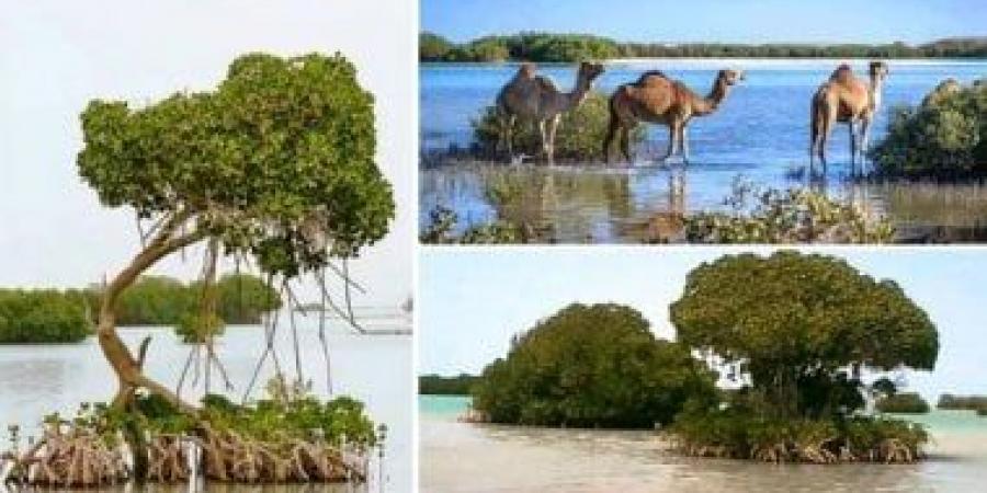 واجهة المانجروف بمدينة جيزان.. أيقونة ساحلية جديدة تعزز جاذبية السياحية