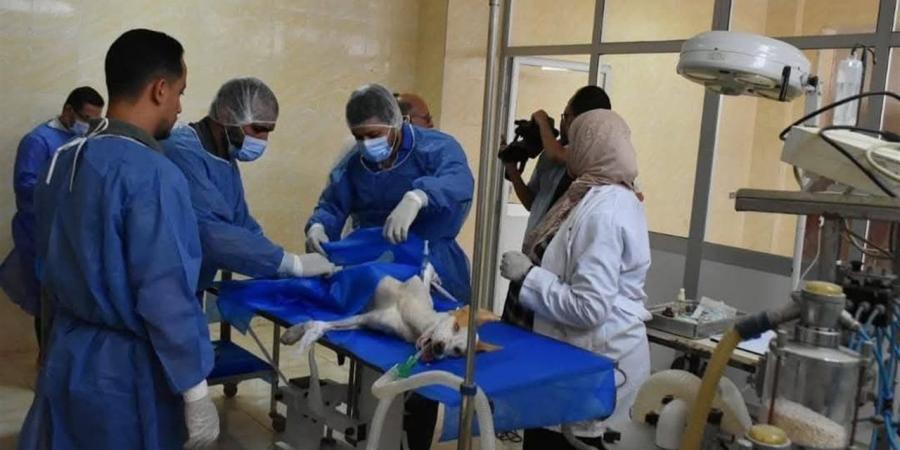 رئيس جامعة مدينة السادات يشيد بجهود الطب البيطري: إنجاز جديد