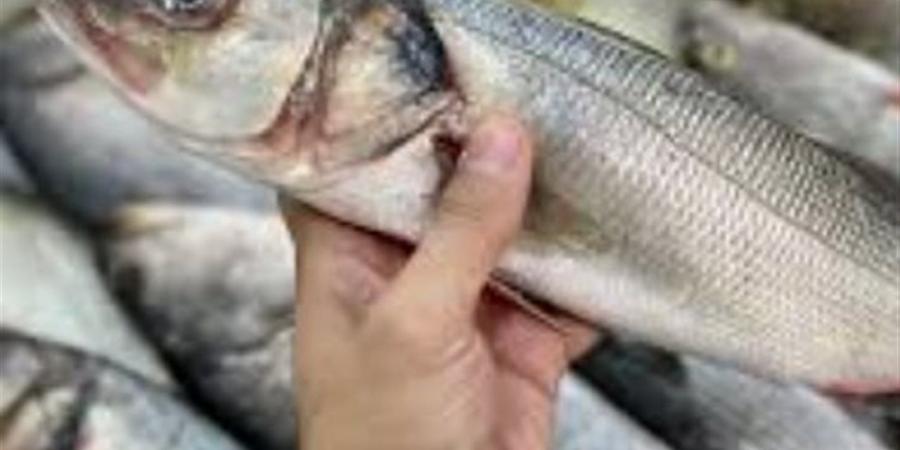أسعار الأسماك الطازجة في أسواق الوادي الجديد اليوم الجمعة