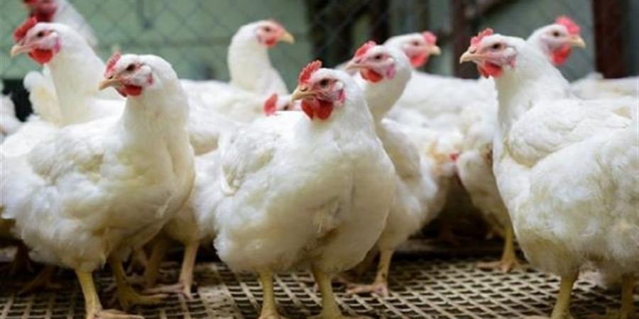 سعر الفراخ البيضاء اليوم السبت 18 أبريل 2026.. بورصة الدواجن