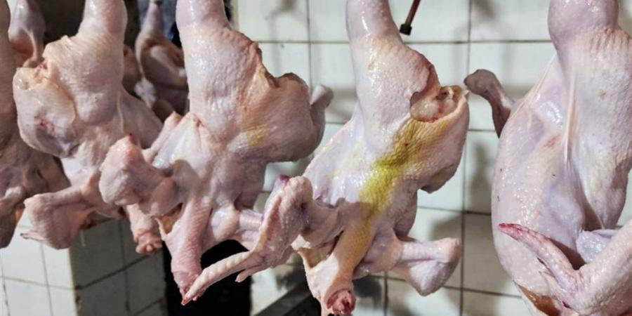 أسعار الدواجن واللحوم في محافظة القاهرة اليوم الأربعاء الموافق 15 أبريل 2026