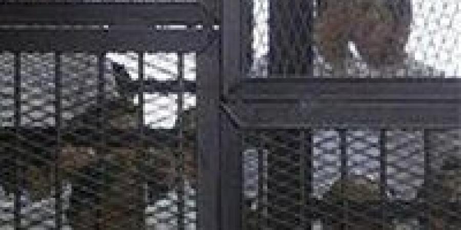 فض الأحراز يقترب.. تأجيل محاكمة الهيكل الإداري لجلسة يونيو