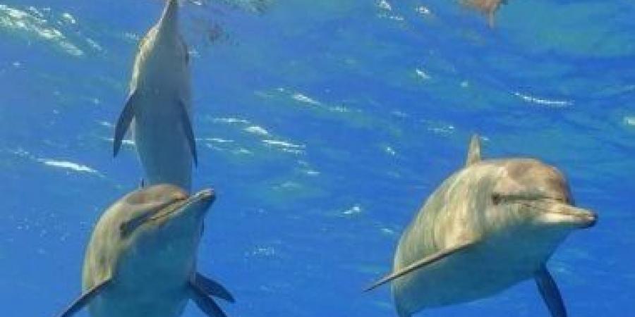 الدلافين تُزيّن سواحل جزر فرسان السعودية وتُعزّز جاذبيتها السياحية