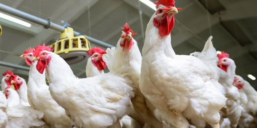 أسعار الدواجن والطيور بأسواق بورسعيد اليوم الأحد 19 أبريل