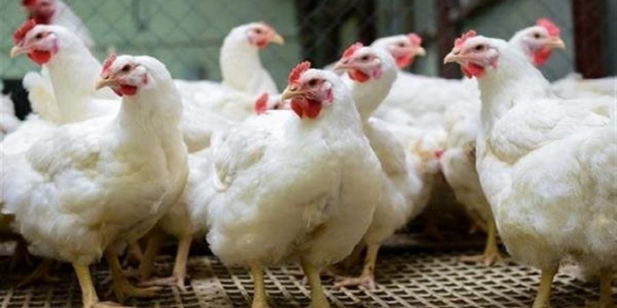 أسعار الفراخ البيضاء والحمراء والبيض والبط في محافظة البحيرة اليوم