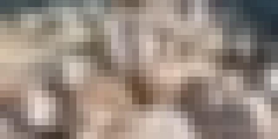 قبل أسابيع قليلة من عيد الأضحى .. تواصل تدفّق شحنات الأغنام المستوردة إلى موانئ البلاد