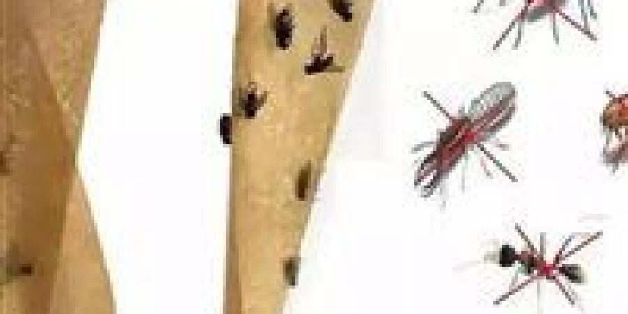 غزو الذباب يقتحم القاهرة والجيزة .. اللاصق القاتل الحل الأمن لشل حركته فورا