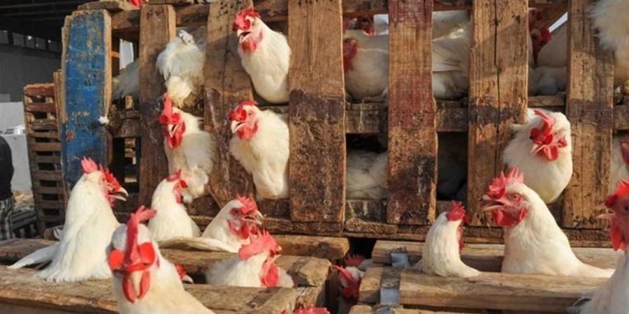 أسعار الفراخ البيضاء اليوم الثلاثاء 21 أبريل 2026 وفقًا لبورصة الدواجن