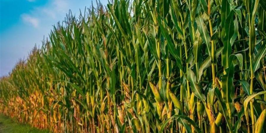 رئيس "معلومات تغير المناخ": زيادة إنتاج الذرة لـ 30 أردبا للفدان بهذه النصائح