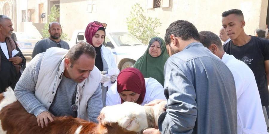 قافلة بيطرية بالقليوبية لفحص وعلاج الماشية