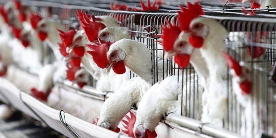 أسعار الدواجن بأسواق البحر الأحمر اليوم الجمعة 24 أبريل 2026