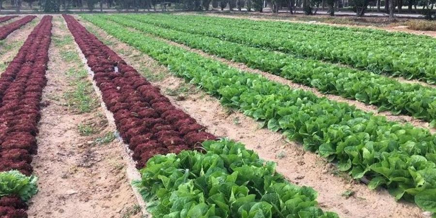 10 توصيات مهمة لحماية المحاصيل من المخاطر المناخية