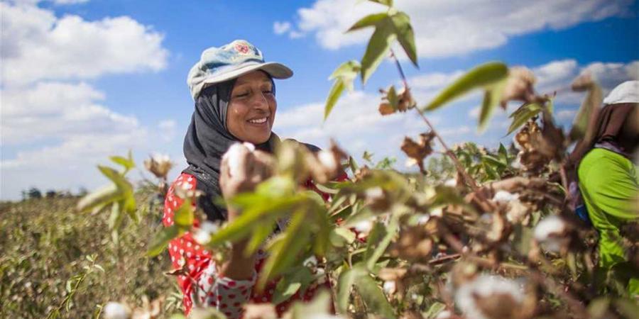 أسعار القطن اليوم السبت 25 أبريل 2026