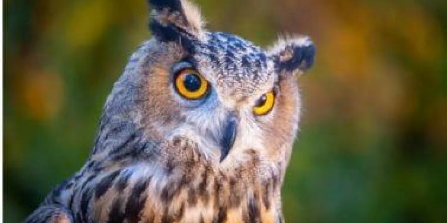 ما هو الحجم الحقيقى للبومة القرناء الكبيرة؟.. حقائق عن حجمها وقدرتها على الطيران