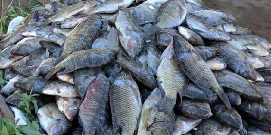 أسعار الأسماك في الوادي الجديد اليوم الإثنين 27 أبريل 2026