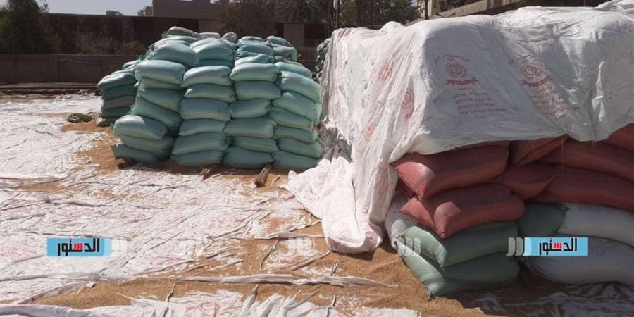 وكيل "زراعة الجيزة" يتابع توريد القمح بإمبابة