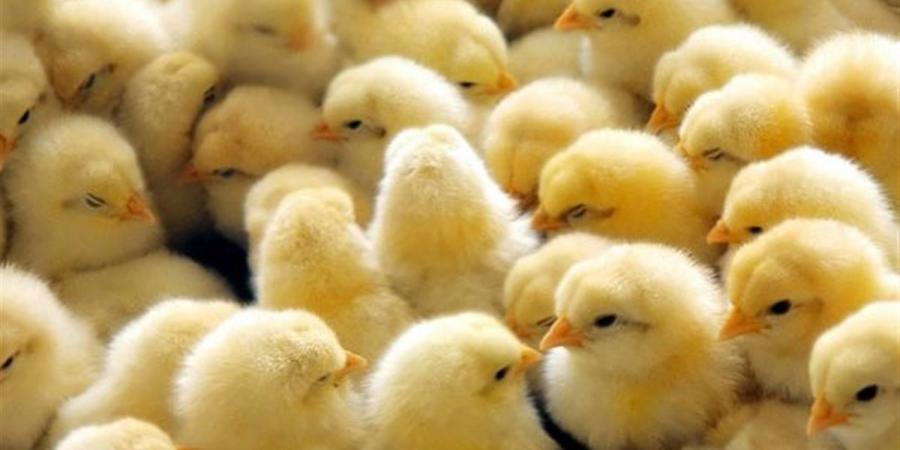 أسعار الكتاكيت في أسواق محافظة الإسكندرية اليوم 27 أبريل