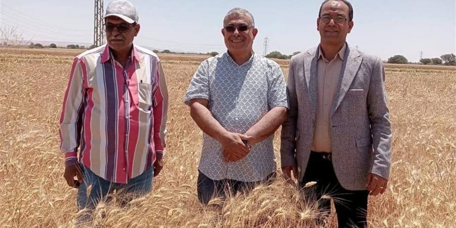 وكيل زراعة الوادي الجديد يشهد حصاد القمح بمركز بلاط.. موسم مبشر وإنتاجية مرتفعة