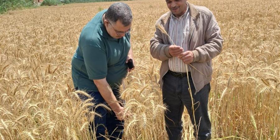 الإرشاد الزراعى بالبحيرة ينظم يوم حصاد لمحصول القمح بالمدارس الحقلية