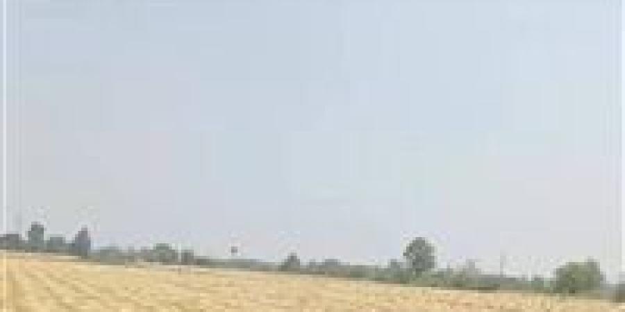 القمح رجع .. القبض على المتهمين بسرقة محصول قمح أحد المزارعين بالشرقية