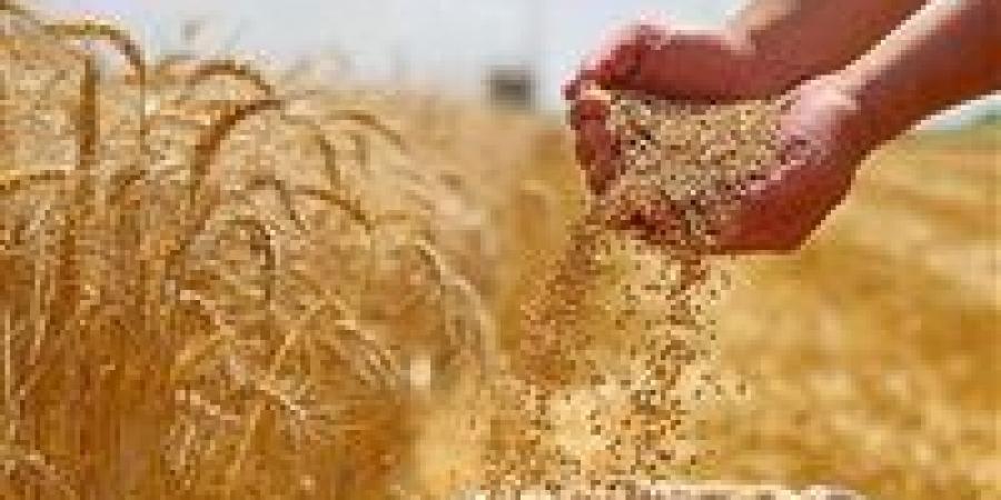 اللواء عمرو عبد الوهاب يكشف تفاصيل نجاح زراعة القمح بمياه عالية الملوحة بالريف المصري