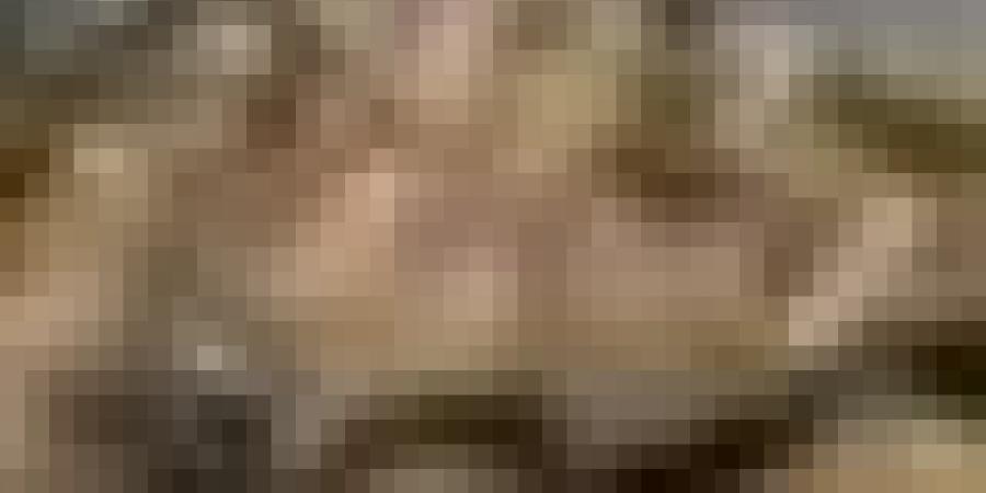 ميناء تنس : وصول باخرة محملة ب 16250 رأس غنم قادمة من إسبانيا