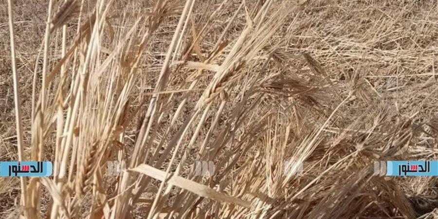 زراعة مطروح: بدء حصاد الحقول الإرشادية لمحصول القمح بالحمام